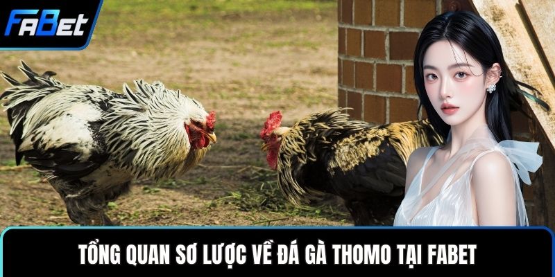 Tổng quan sơ lược về đá gà thomo tại FABET
